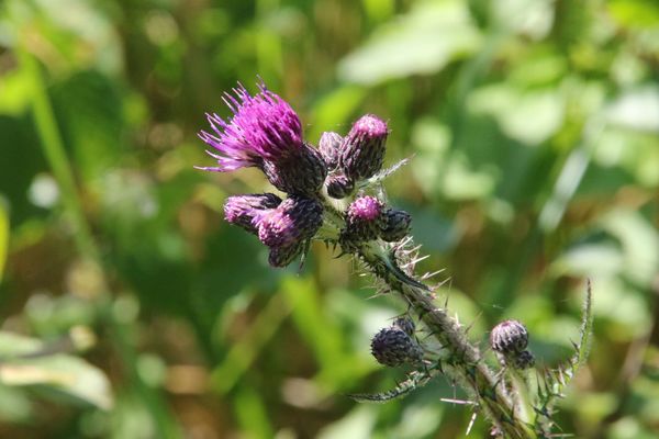 photo of Marsh Thistle
