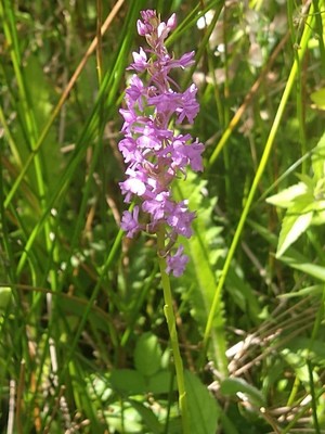 photo of Marsh Fragrant Orchid