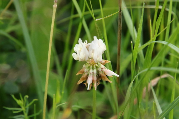 photo of White Clover