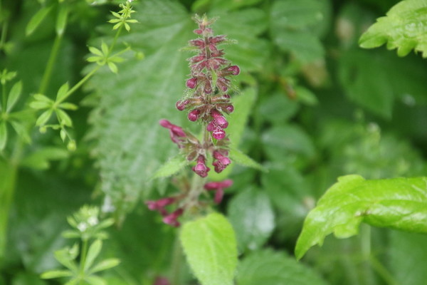 photo of Hedge Woundwort