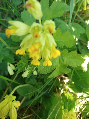 photo of Cowslip