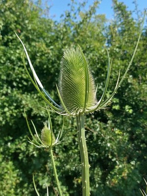 photo of Teasel