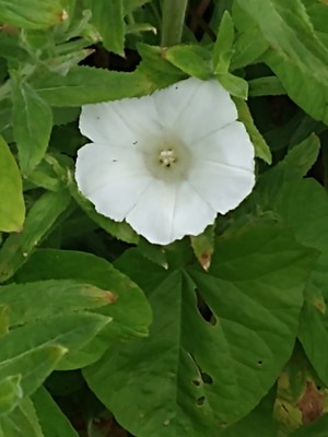 photo of Hedge Bindweed