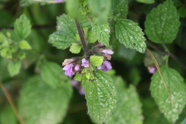 photo of Black Horehound