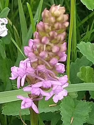 photo of Chalk Fragrant Orchid