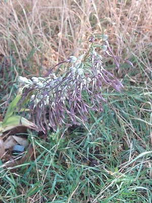 photo of Lizard Orchid