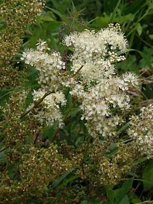 photo of Meadowsweet