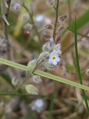 photo of Early Forget Me Not