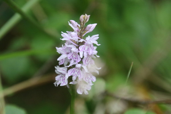 photo of Common Spotted Orchid