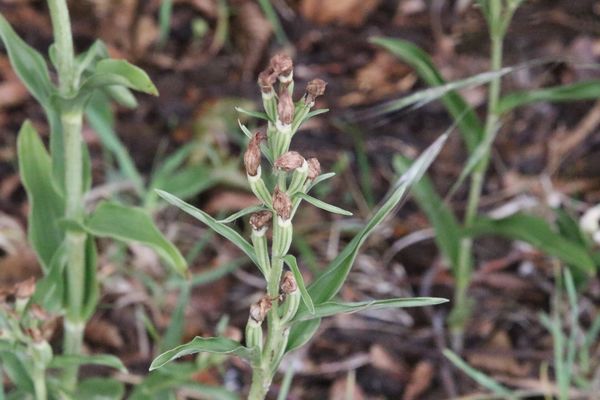 photo of White Helleborine