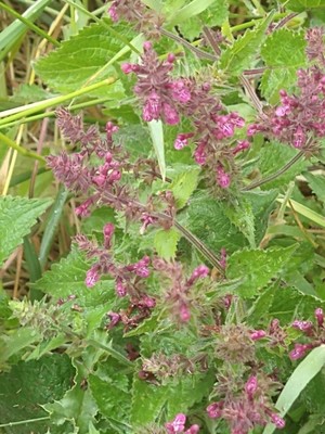 photo of Hedge Woundwort