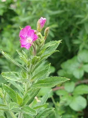 photo of Great Willowherb