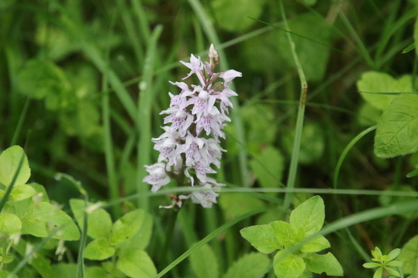 photo of Common Spotted Orchid