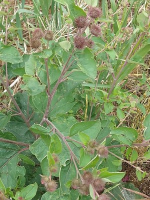 photo of Lesser Burdock