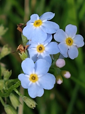 photo of Water Forget Me Not