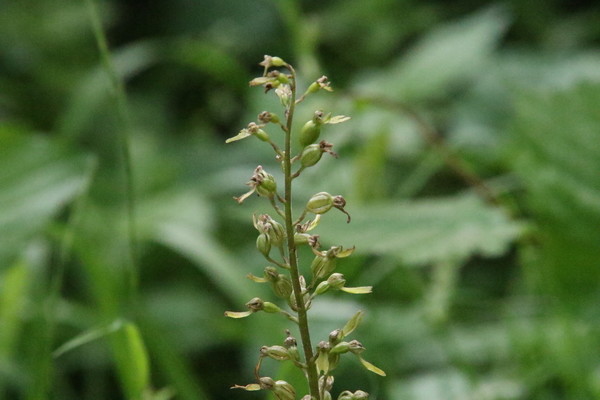 photo of Common Twayblade