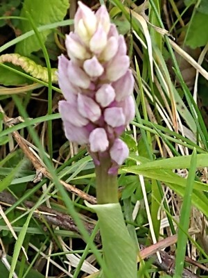 photo of Military Orchid