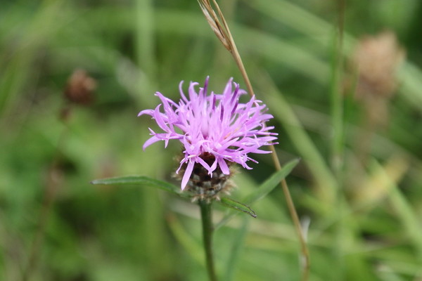 photo of Common Knapweed