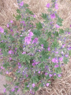 photo of Common Mallow