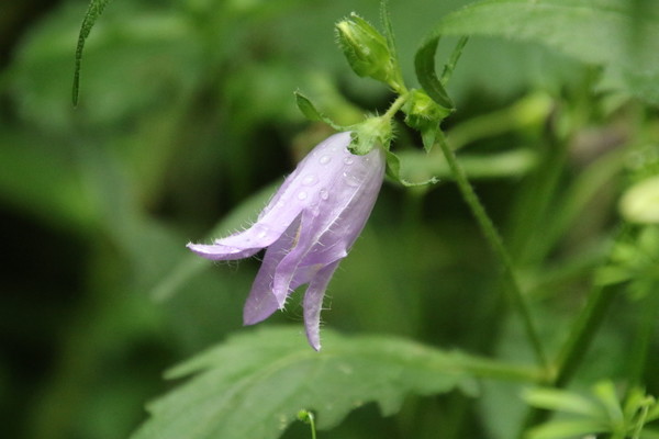 photo of Nettle Leaved Bellflower