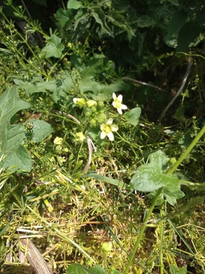 photo of White Bryony