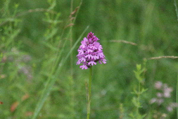 photo of Pyramidal Orchid