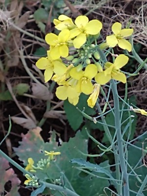photo of Rapeseed