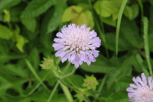 photo of Field Scabious