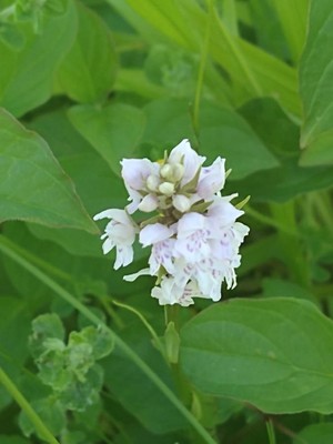 photo of Common Spotted Orchid