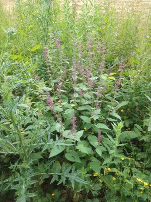 photo of Hedge Woundwort
