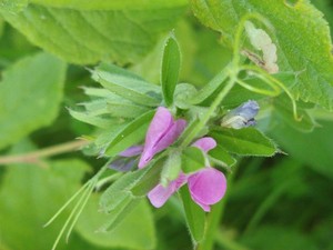photo of Common Vetch