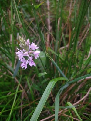 photo of Common Spotted Orchid