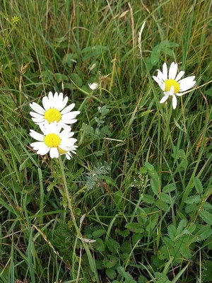 photo of Oxeye Daisy