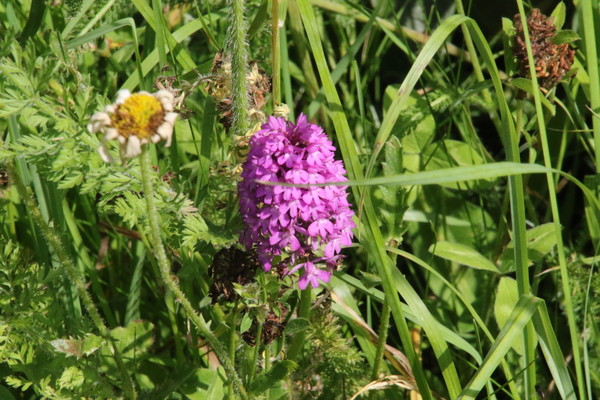 photo of Pyramidal Orchid