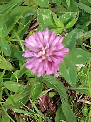 photo of Red Clover