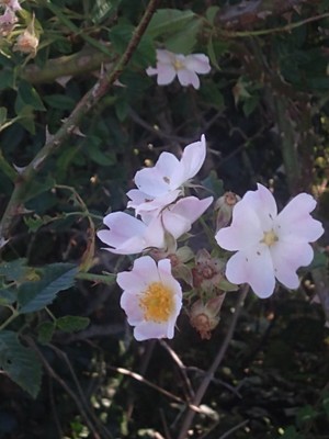 photo of Common Dog Rose