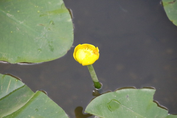 photo of Yellow Water Lily