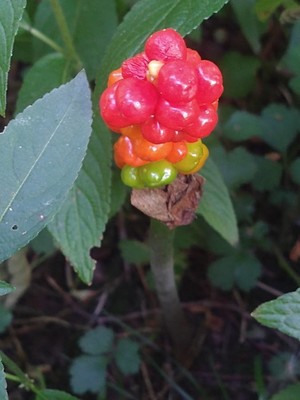 photo of Italian Arum