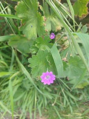 photo of Dove's Foot Crane's Bill