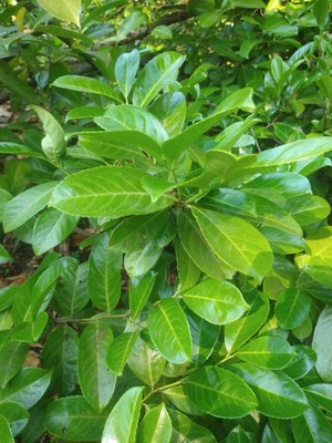 photo of Cherry Laurel