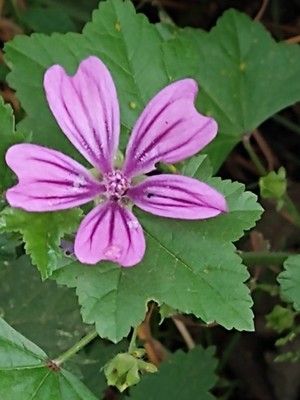 photo of Common Mallow