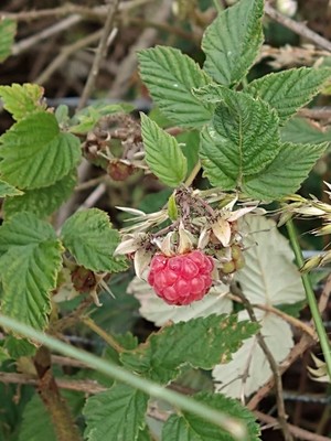 photo of Elm Leaved Bramble