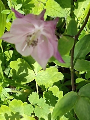 photo of Columbine