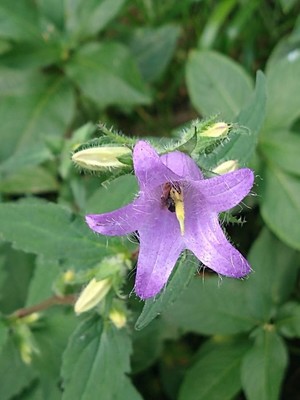 photo of Nettle Leaved Bellflower