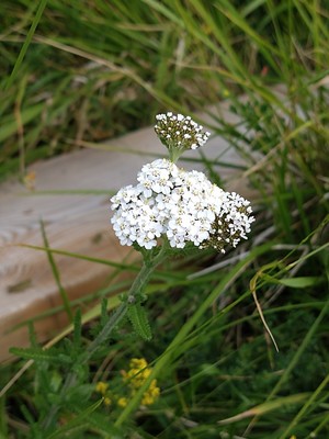 photo of Yarrow