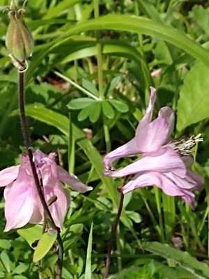 photo of Columbine
