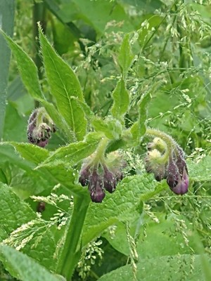 photo of Common Comfrey