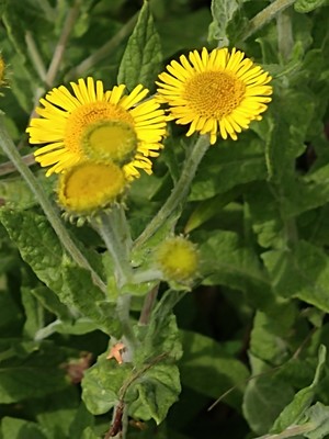 photo of Common Fleabane