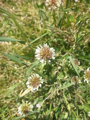 photo of White Clover