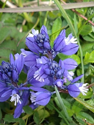 photo of Chalk Milkwort